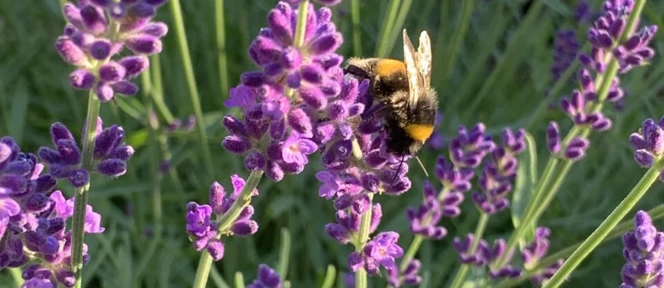 Humla i lavendel 'Hidcote'