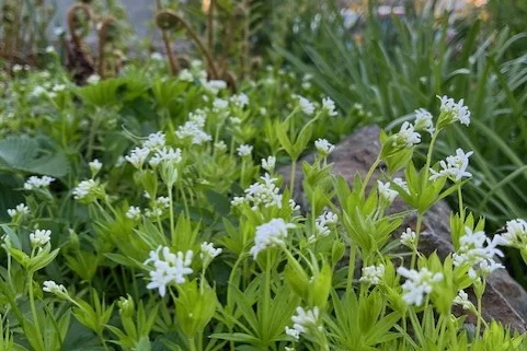 Myskmadra, Galium odoratum, som marktäckare i rabatt.